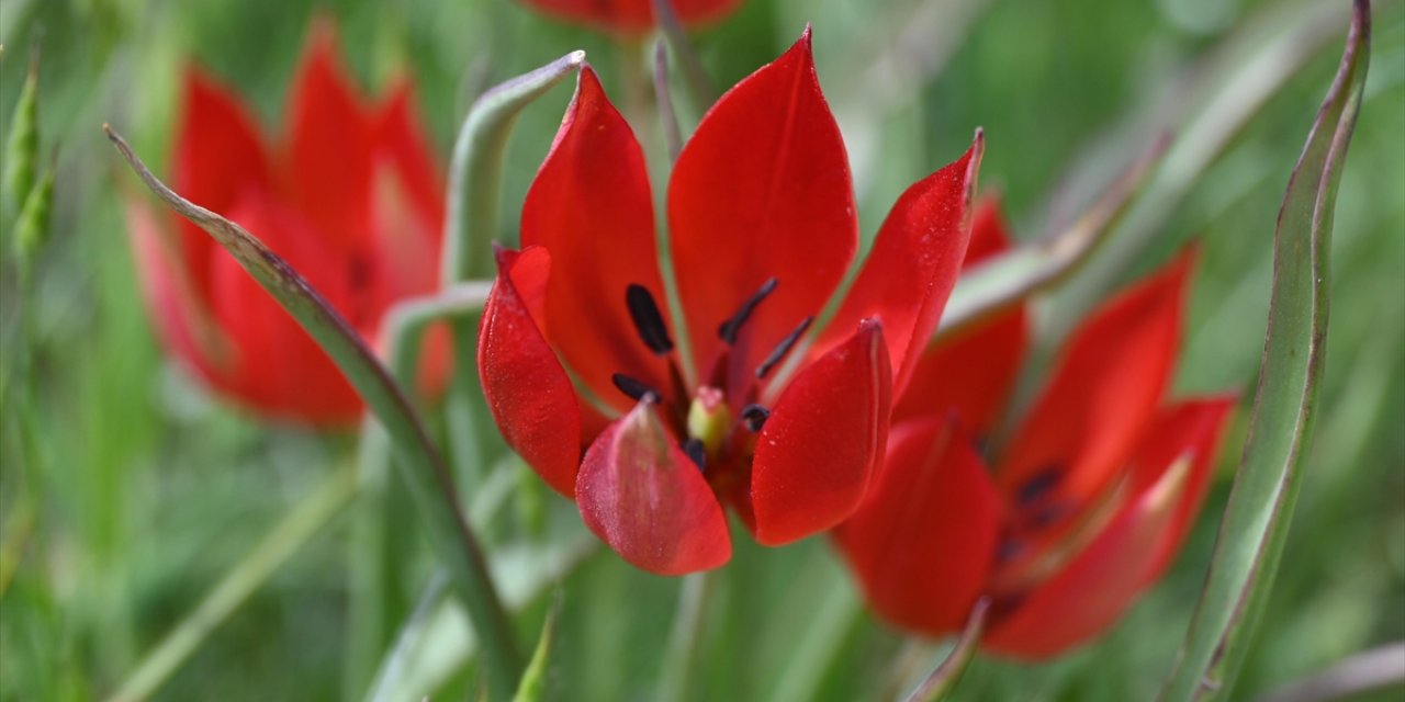 Endemik Tür Manisa Lalesi İçin Genetik Araştırma Yapılıyor