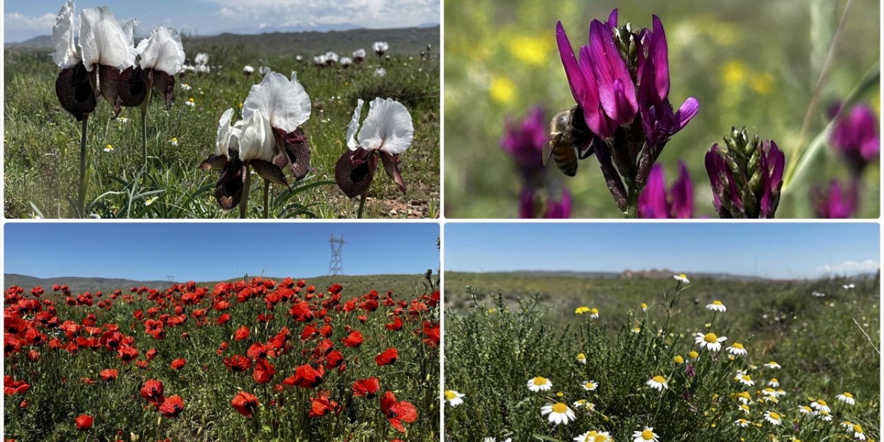 Havaların Isındığı Iğdır'da Yaylalar Çiçeklerle Renklendi