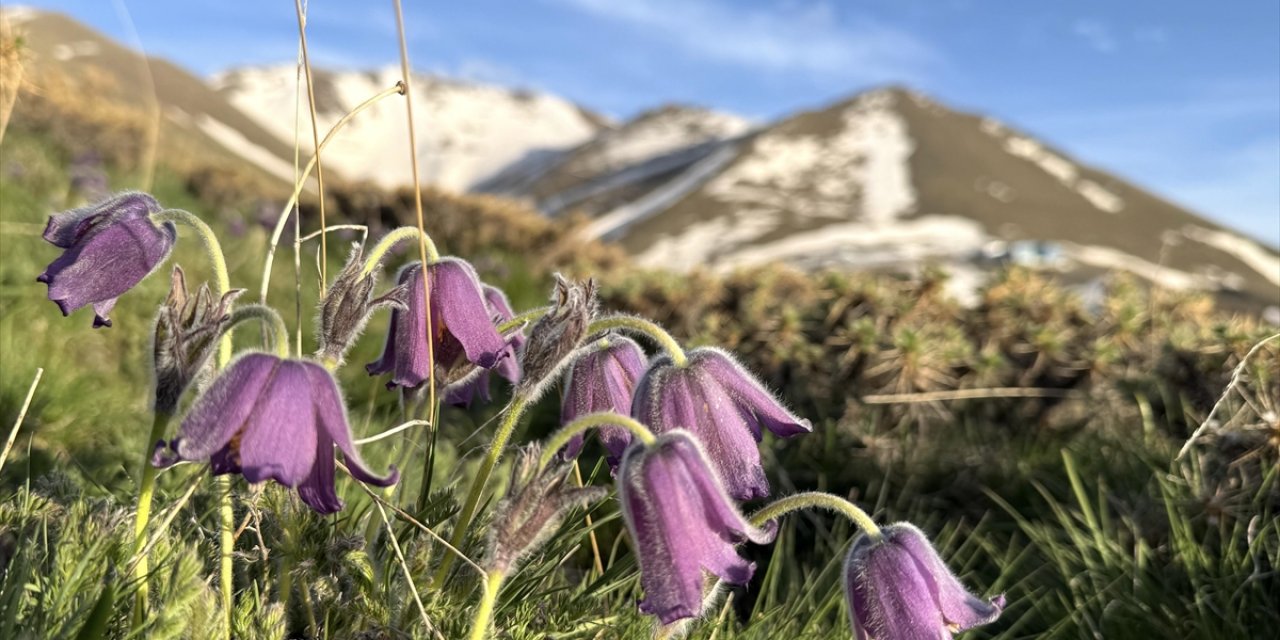Palandöken Dağı Eteklerinde Açan Mor Ters Laleler Bölgeye Renk Kattı