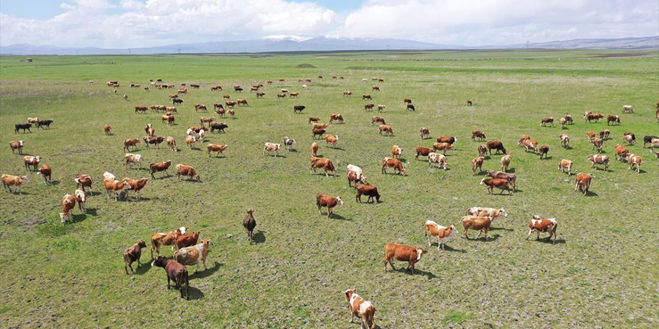 Kars'ın Mera ve Yaylalarından Türkiye'nin Dört Bir Yanına Kurbanlık Gönderiliyor