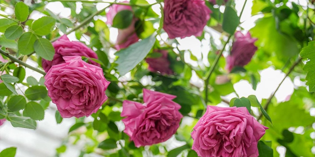 Diyarbakır'da Geçmişte Bahçeleri Süsleyen Muhammediye Gülü Seralarda Koruma Altında