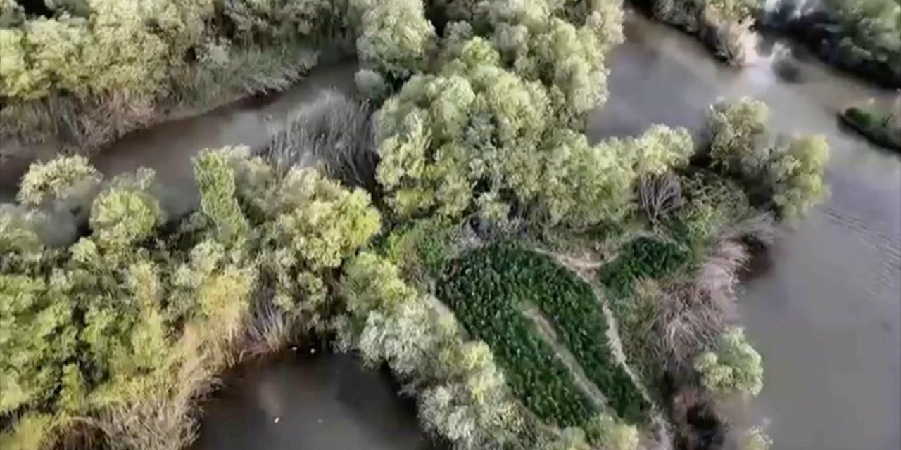 Diyarbakır'da 1 Milyon 94 Bin 950 Kök Hint Keneviri Ve 333 Bin 850 Kök Skunk Ele Geçirildi