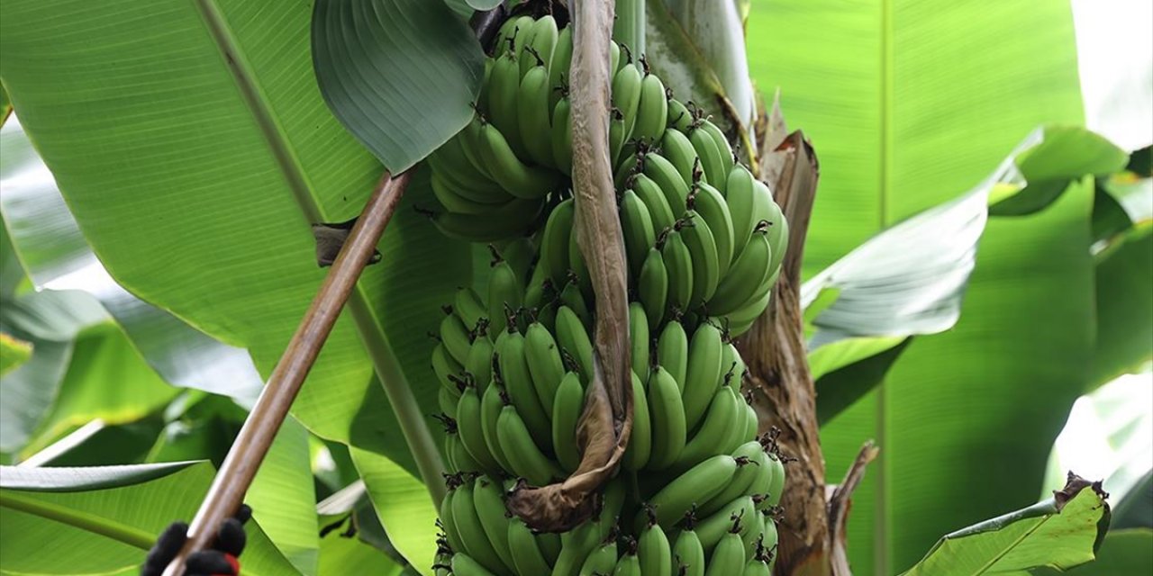 İklim Krizi, Dünyanın En Fazla Tüketilen Meyvesi Muzun Üretimini Tehdit Ediyor