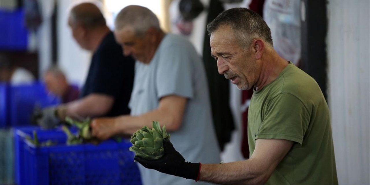 Makinenin Yapamadığını Erkeklerden Oluşan "Enginar Soyma Timi" Yapıyor