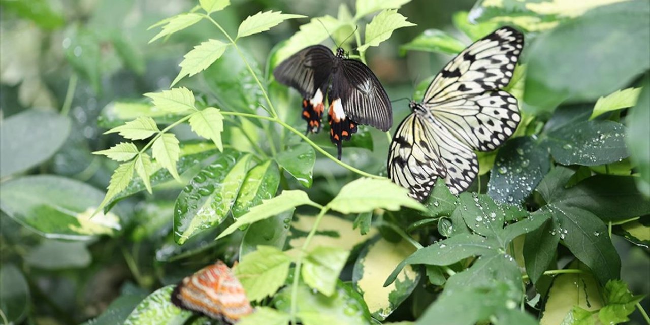 Gaziantep Doğal Yaşam Parkı Artık Daha "Renkli"