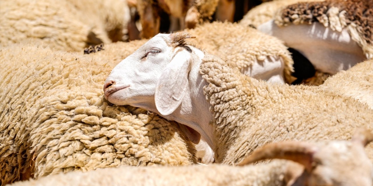 Bayramda Küçükbaş Kurbanlık Arzında Sıkıntı Beklenmiyor