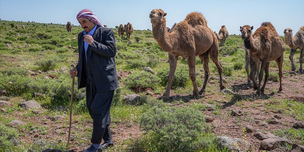 Karacadağlı Besici, Kara Yoluna "Dikkat Deve Çıkabilir" Tabelası İstiyor