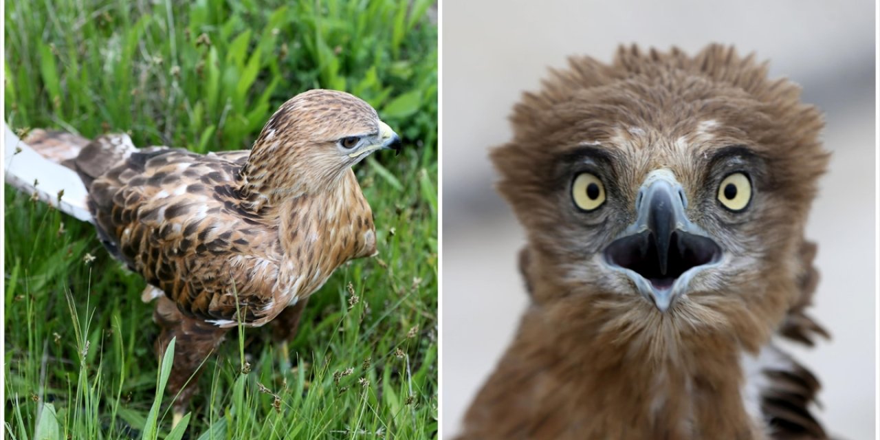 Van'daki Rehabilitasyon Merkezi Yaralı Kuşlara Ev Sahipliği Yapıyor