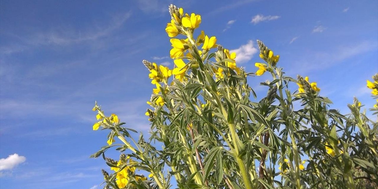 Afyonkarahisar'da Koparılmasının Cezası 557 Bin 212 Lira Olan "Eber Sarısı" Korunuyor