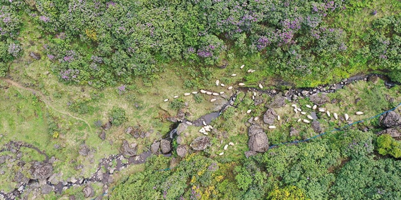 Akarsuları Canlanan Sis Dağı Yaylası Çiçeklerle Renklendi