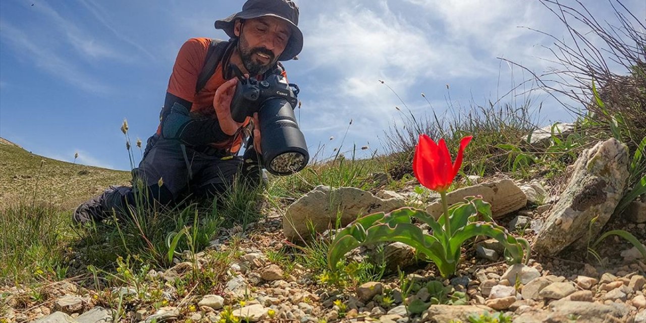 Fırat Nehri Havzası'nda Keşfedilen Ters Lale Türkiye'nin 56'ncı Türü Oldu