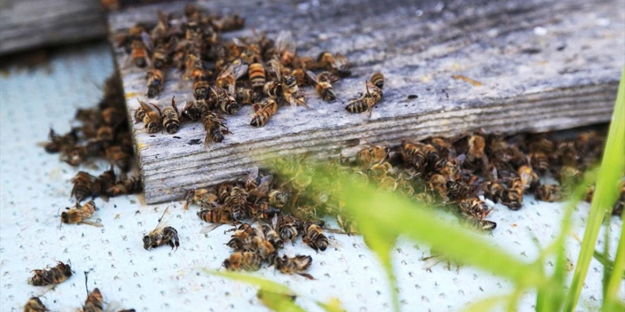 İklim Değişikliği Toplu Arı Ölümlerini Artırdı