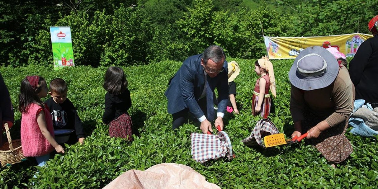 Artvin'de Geleneksel Çay Hasadı Etkinliği Düzenlendi