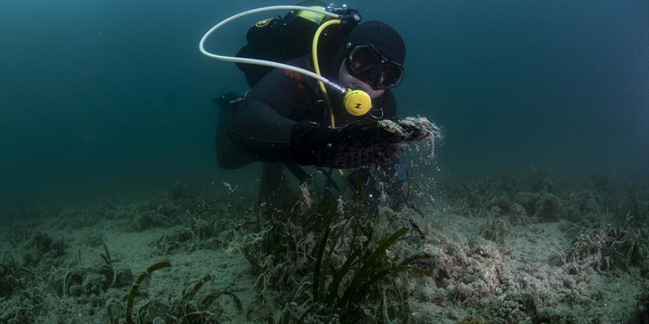 Çanakkale Boğazı'nda Koruma Altındaki Sert Mercanlar Müsilaj Tehdidi Altında
