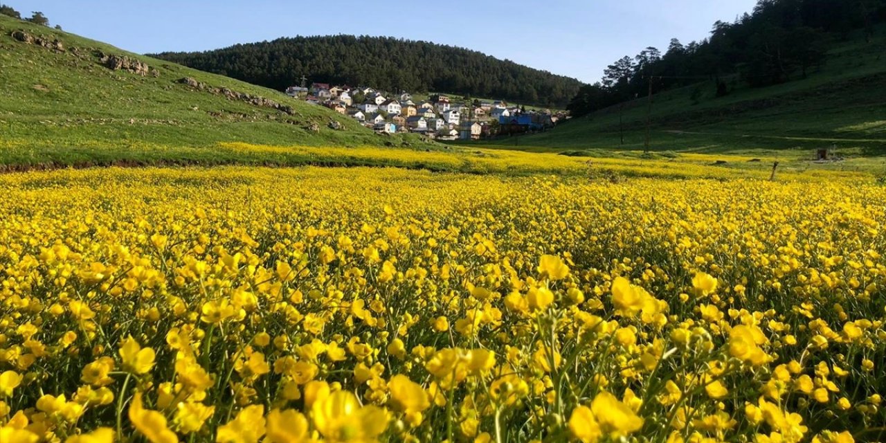 Eğriçimen Yaylası Sarı Papatyalarla Renklendi