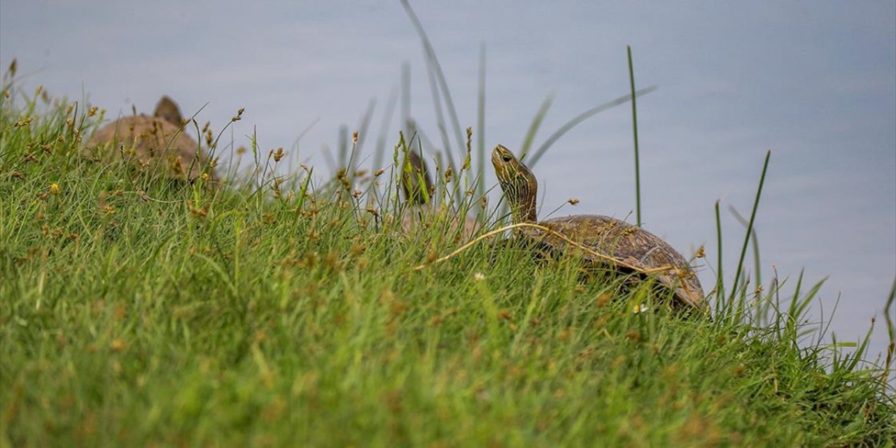 Küresel Kuraklık ve Vahşi Sulama Tatlı Su Kaplumbağalarının Yaşamını Tehdit Ediyor