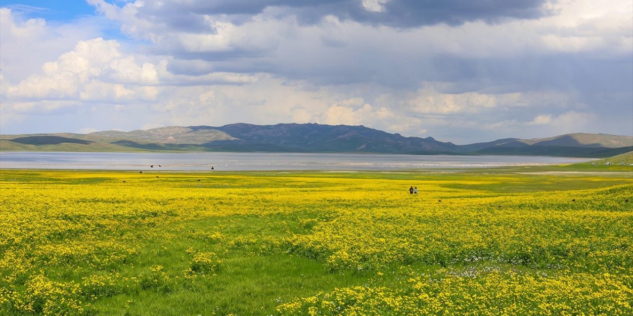 Çevresi Sarı Çiçeklerle Renklenen Van'daki Keşiş Gölü, Ziyaretçilerini Ağırlıyor