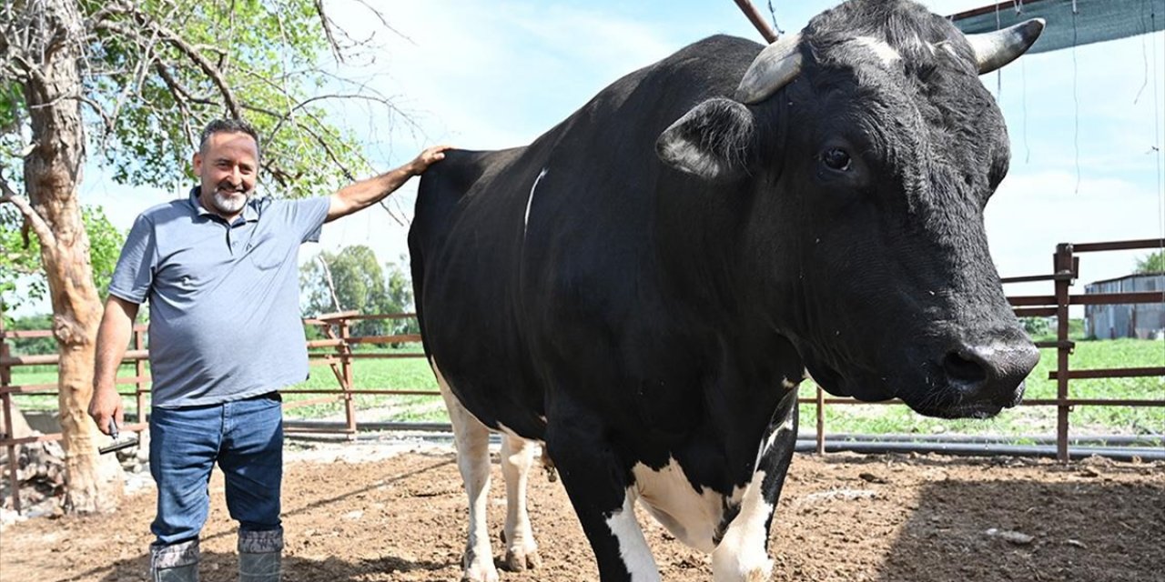 Osmaniye'de 1,2 Tonluk Kurbanlık Boğa Bayram Öncesi Alıcısını Bekliyor
