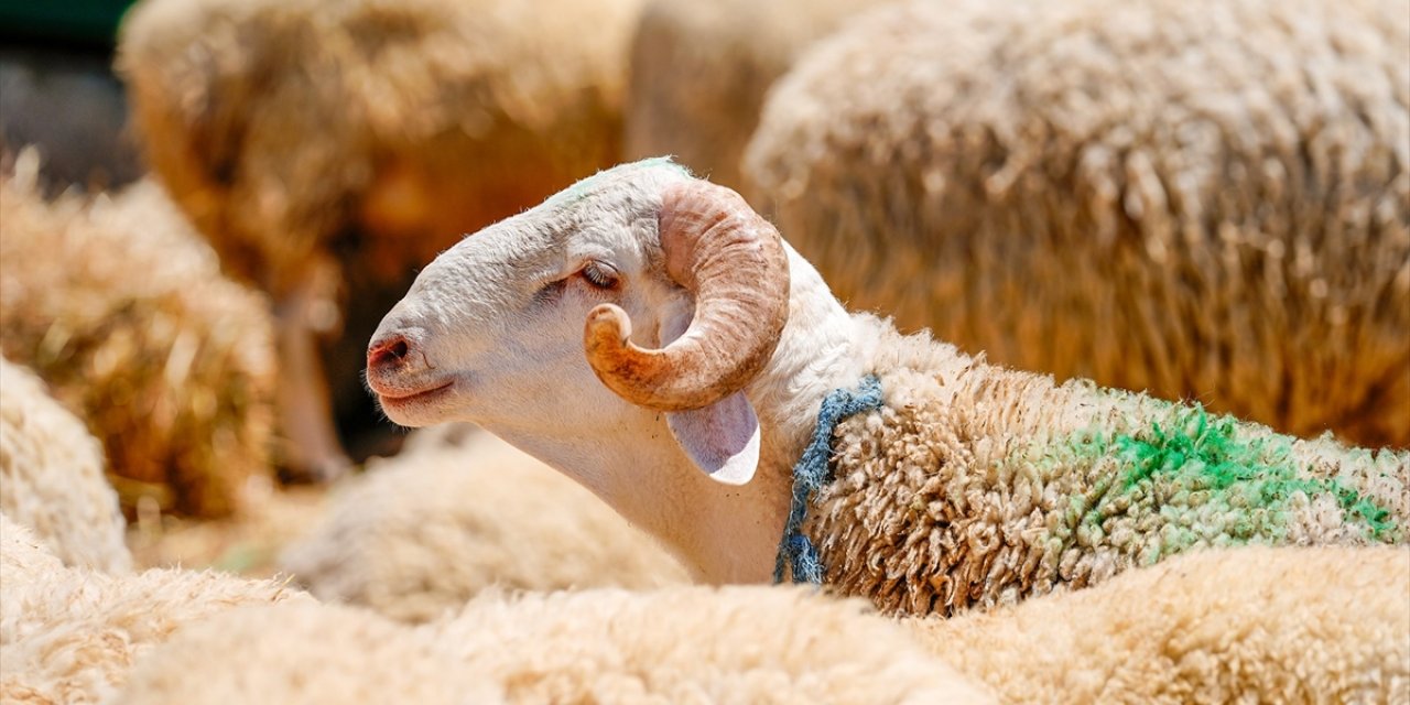 Türkiye'den Kurban Bağışları Dünyada Milyonlarca Kişinin Sofralarına Ulaşacak