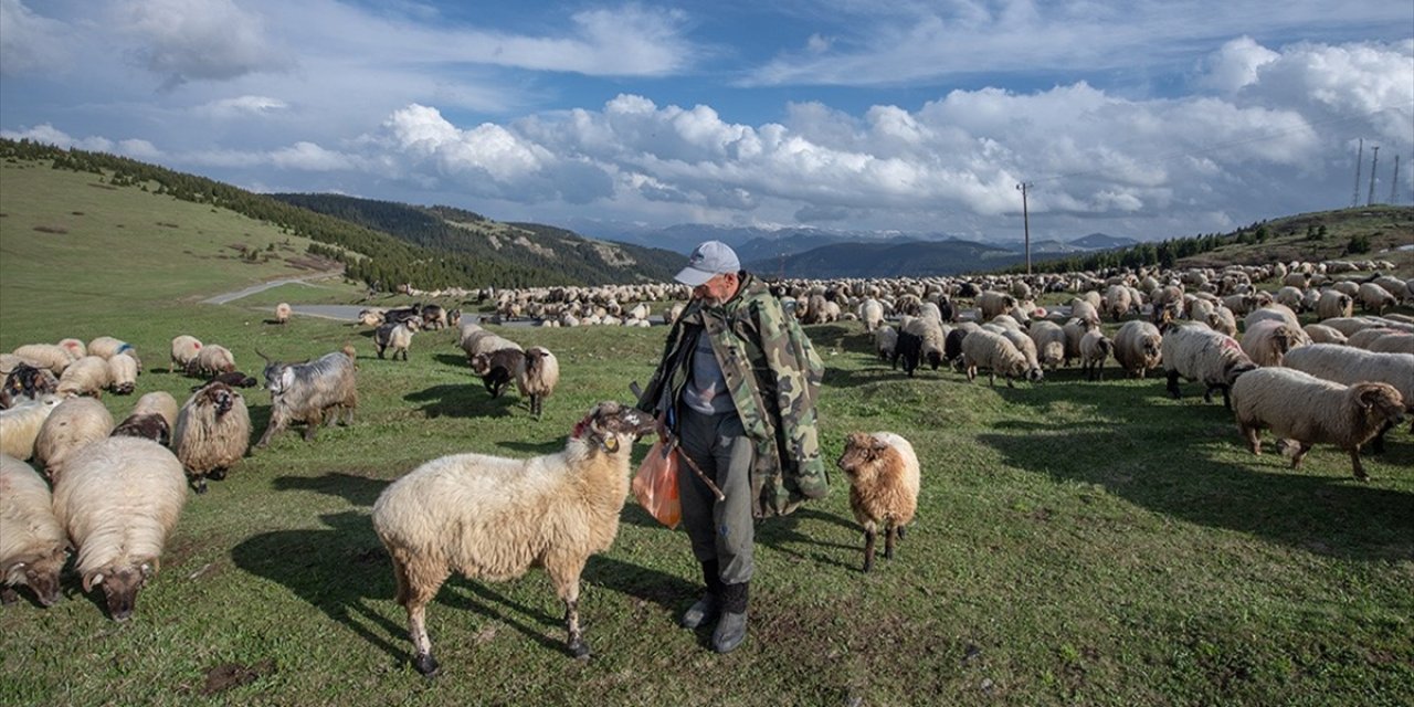 Küçükbaş Hayvan Üreticilerine 3,9 Milyar Liralık Destek Ödemesi Bugün Yapılacak