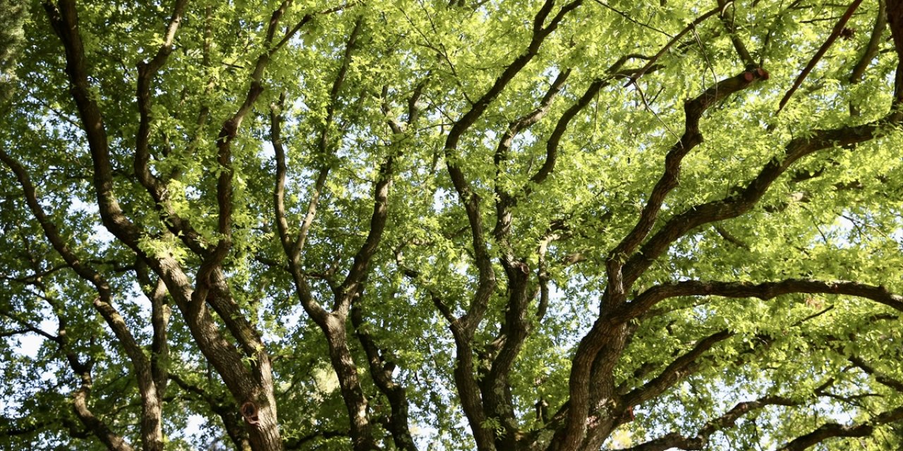 Genetik Farklılıklar Şehirdeki Ağaçları Isınmaya Daha Hassas Hale Getiriyor