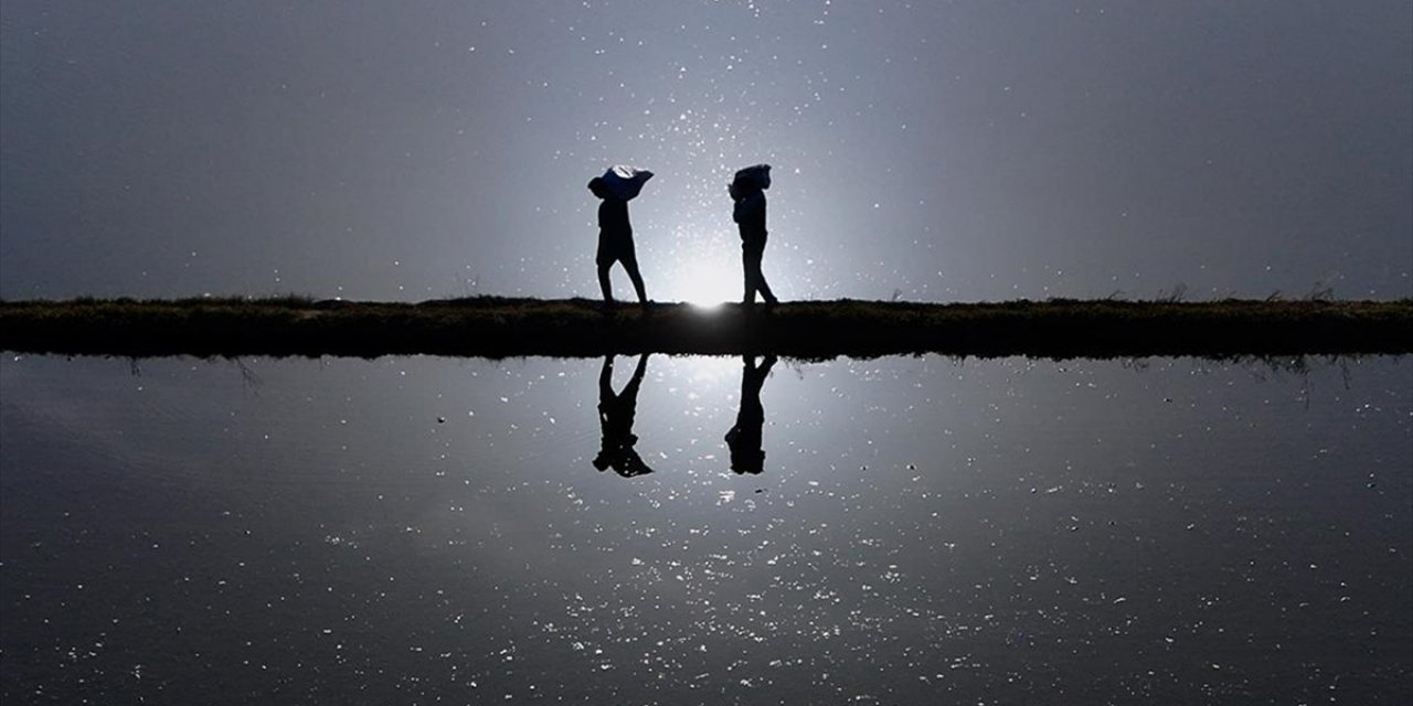 Düzce'de Yetiştirilen Konuralp Pirincinin Ekimi Alanı Devlet Desteğiyle Arttı