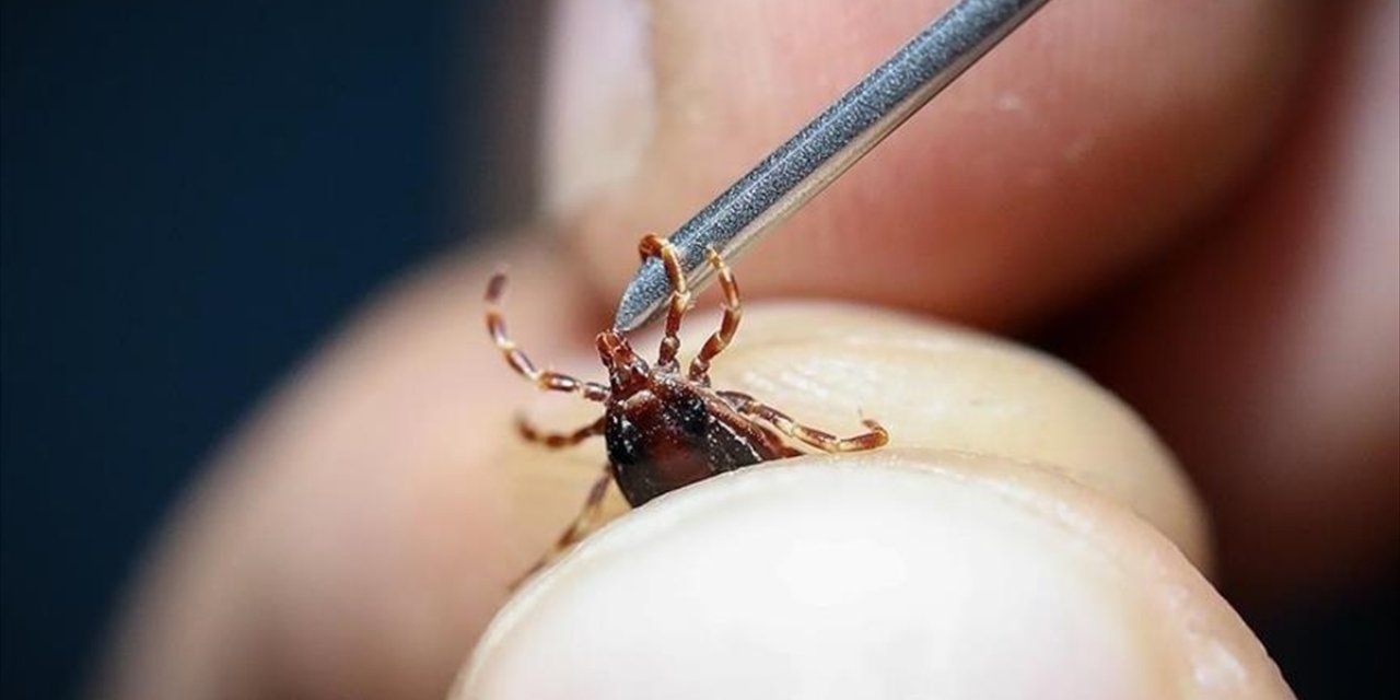 Kurban Bayramı Öncesinde Kene Riskine Dikkat Edilmesi Uyarısı