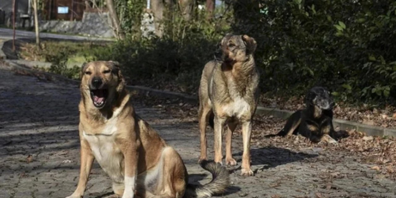Ankara'da Tehlike Büyük: Valilik Başıboş Köpek Sayısını Açıkladı!