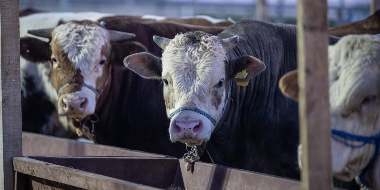 Et ve Süt Kurumu, Kurban Pazarlarında Satılamayan Hayvanları Satın Alacak