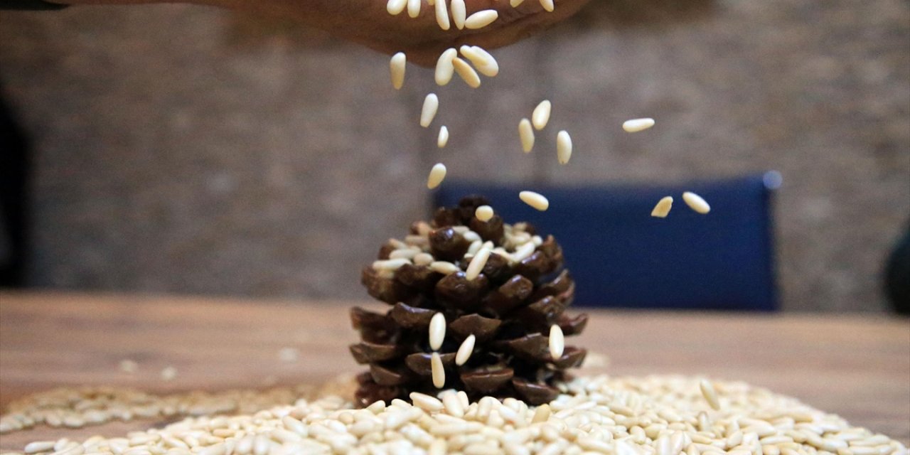 Aydın Çam Fıstığına AB'den Coğrafi İşaret Tescili