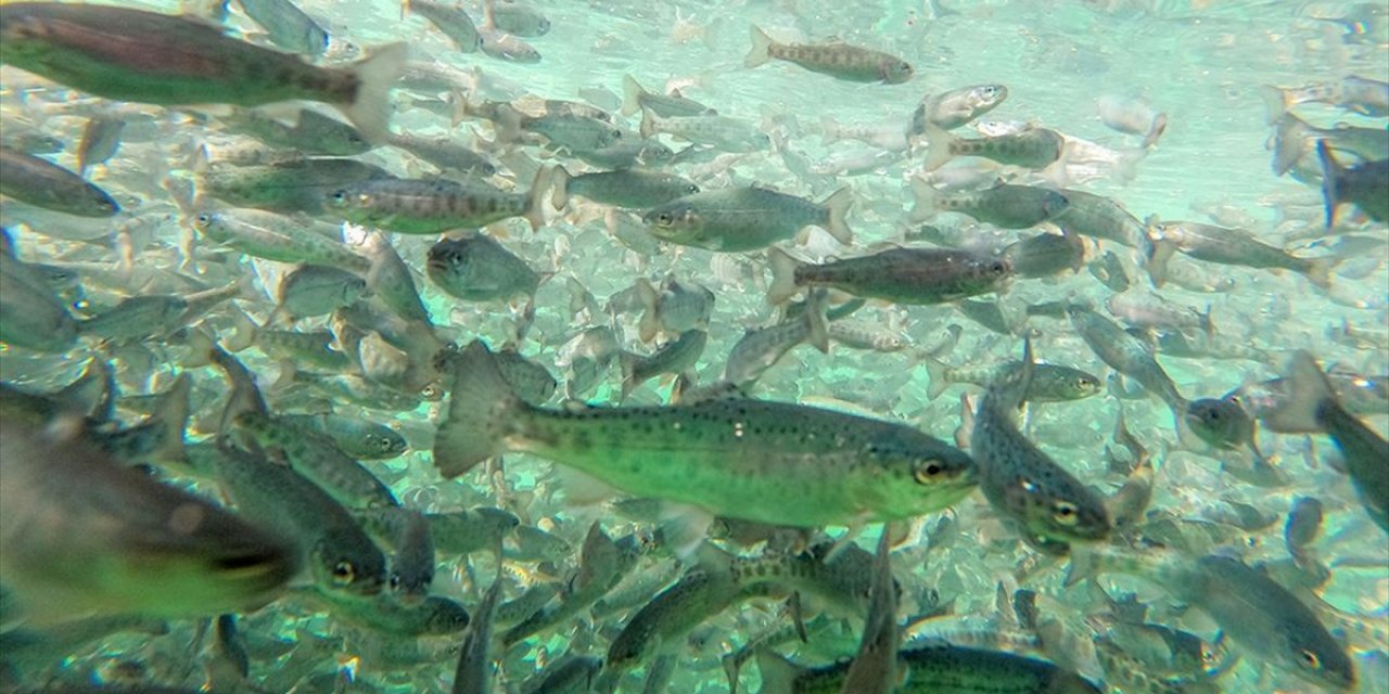 Diyarbakır'da 53 Ülkeye İhraç İçin Türk Somonu Yetiştiriliyor