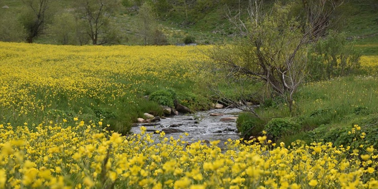 Gümüşhane'de Adını "Sarı Çiçek"ten Alan Köydeki Tarlalar Renklendi