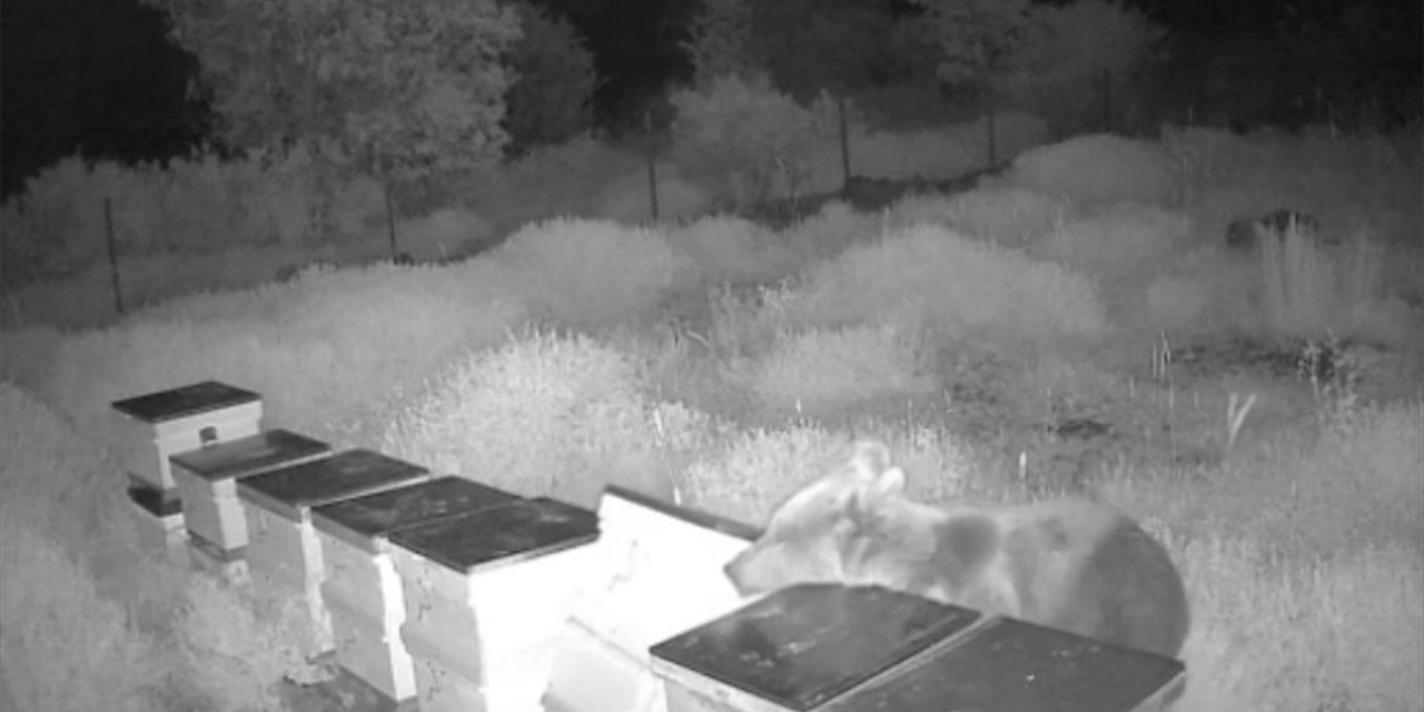 Antalya'da Arı Kovanına Saldıran Ayı Güvenlik Kamerasınca Görüntülendi