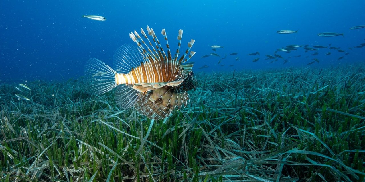 Antalya'da Kızıldeniz Göçmeni İstilacı Türlerin Yayılımı Görüntülendi