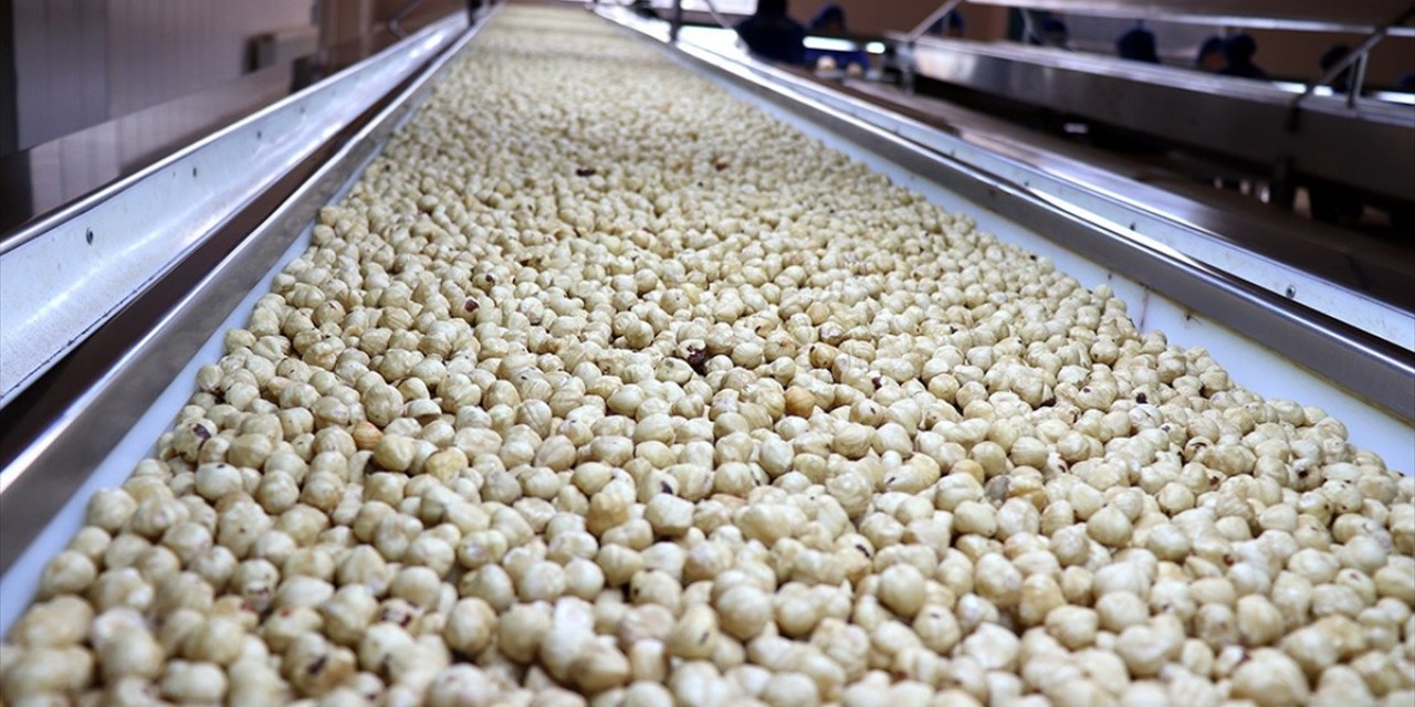 Türkiye, Fındık İhracatından 2025'in İlk 5 Ayında 1 Milyar Doları Aşkın Gelir Sağladı