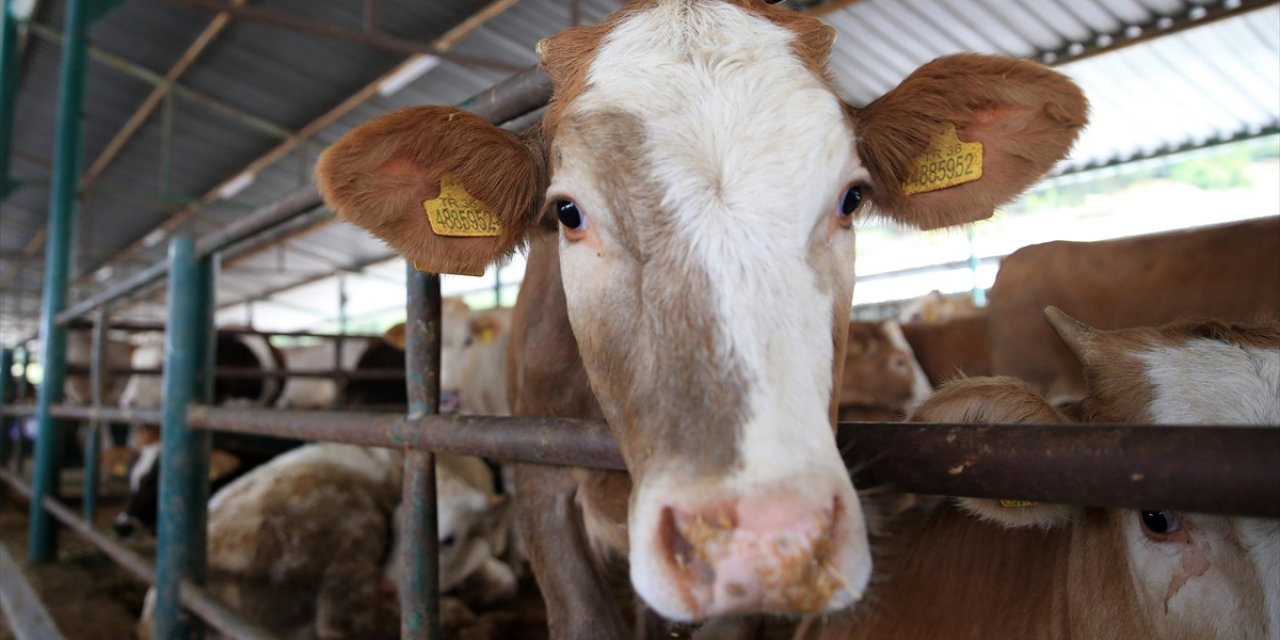 Kurbanlık Seçiminde "küpe ve Belge" Uyarısı