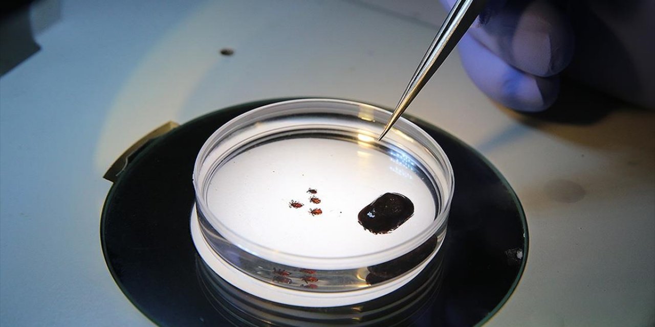 Sağlık Bakanlığından "Kırım Kongo Kanamalı Ateşi" Uyarısı