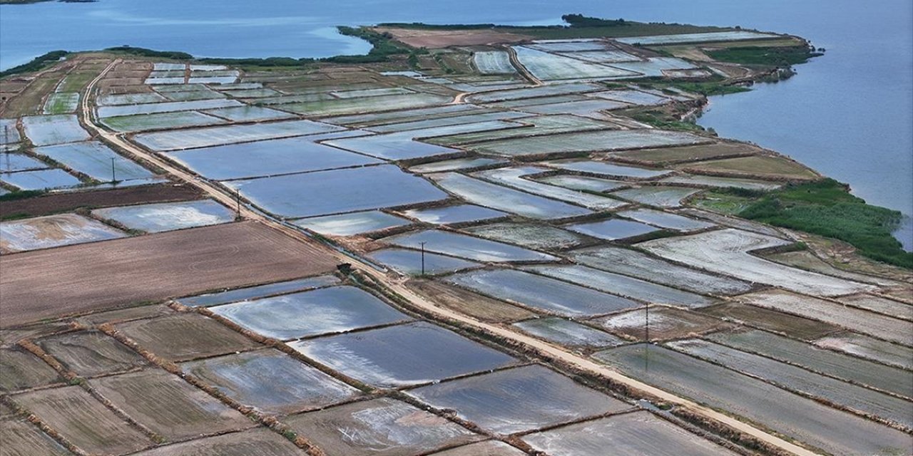 Edirne'de Çeltik Ekim Alanı 450 Bin Dekara Ulaştı