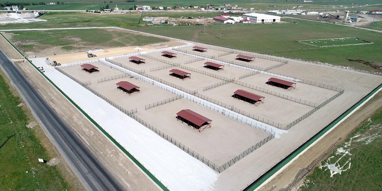 Muş'ta Hayvan Barınağı ve Doğal Yaşam Alanı İnşaatında Son Aşamaya Gelindi