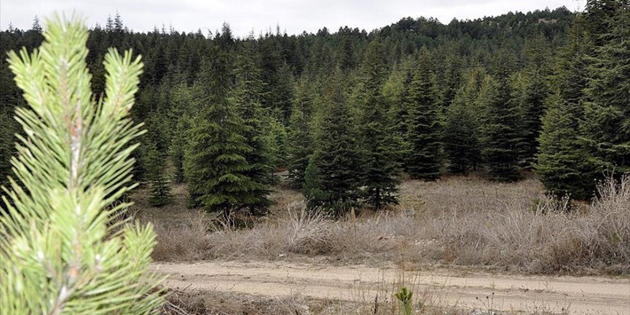 Enerji Bakanlığı, 2024'te Stk'ların Katkılarıyla Yaklaşık 1,9 Milyon Fidanı Toprakla Buluşturdu