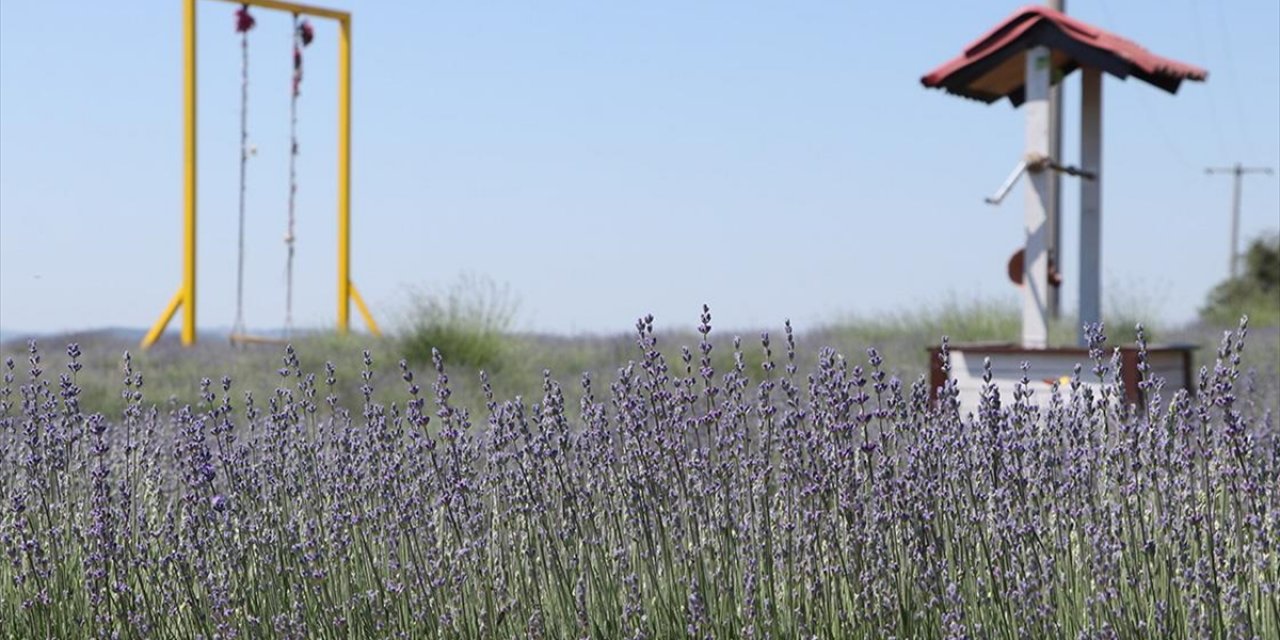 Tekirdağ'da Lavanta Tarlaları Turizm Sezonu İçin Hazırlandı