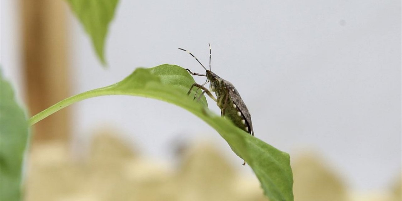 Kahverengi Kokarca İle Mücadele Edecek 300 Bin Samuray Arısı Hazır