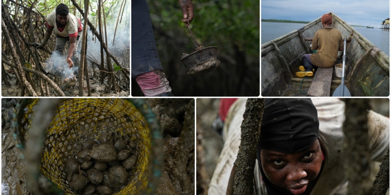 Kolombiya’nın Pasifik Kıyısındaki Kadınlar, Piangua Toplayarak Geçimini Sağlıyor
