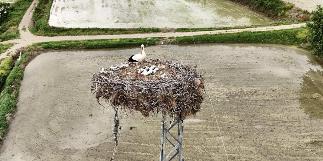 Sinop'ta Leyleklerin Güvenliği Direklere Yerleştirilen Yapay Platformlarla Sağlanıyor