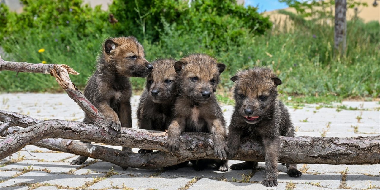 Bitkin Halde Bulunan 4 Kurt Yavrusu Van'da Koruma Altına Alındı