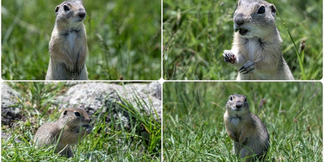 Kars'ta Anadolu Yer Sincabı Çayırlık Alanda Görüntülendi