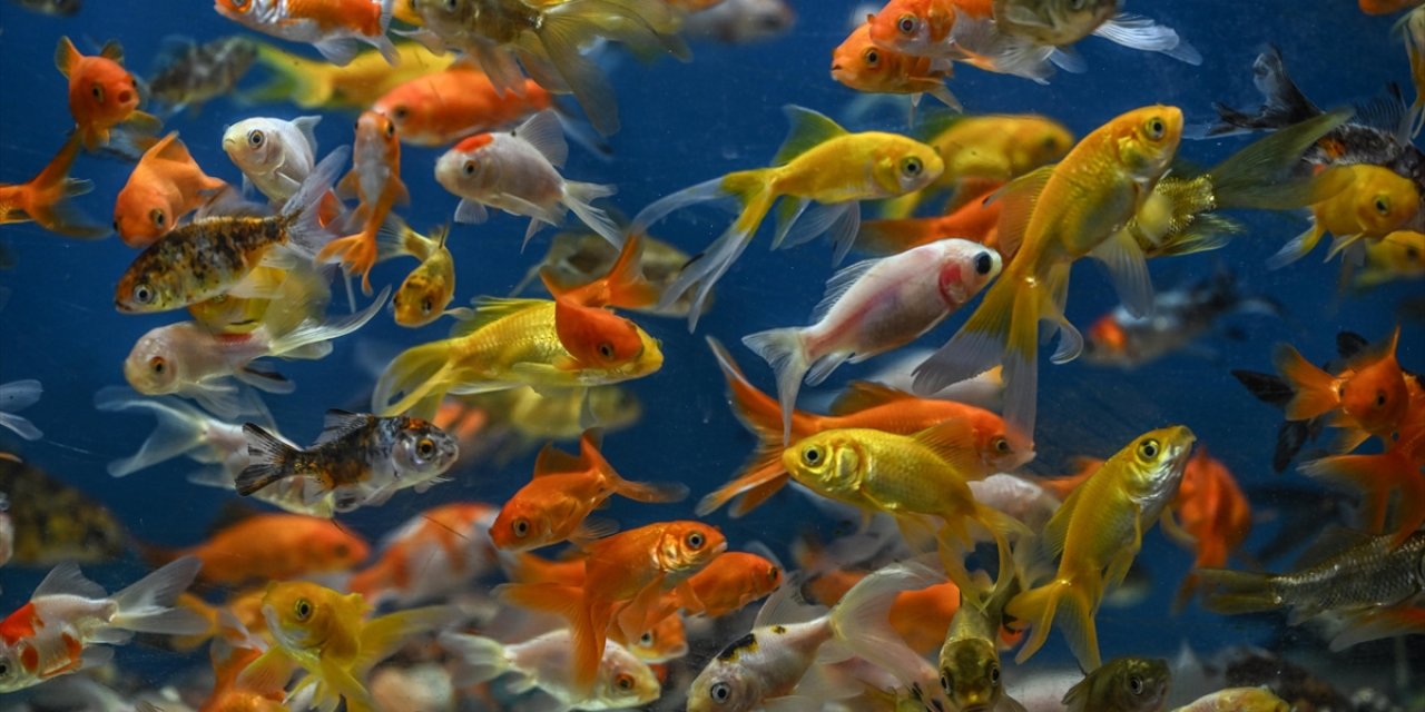 Japon Balıkları Hastanedeki Çocukların Kaygılarının Giderilmesine Yardımcı Oluyor