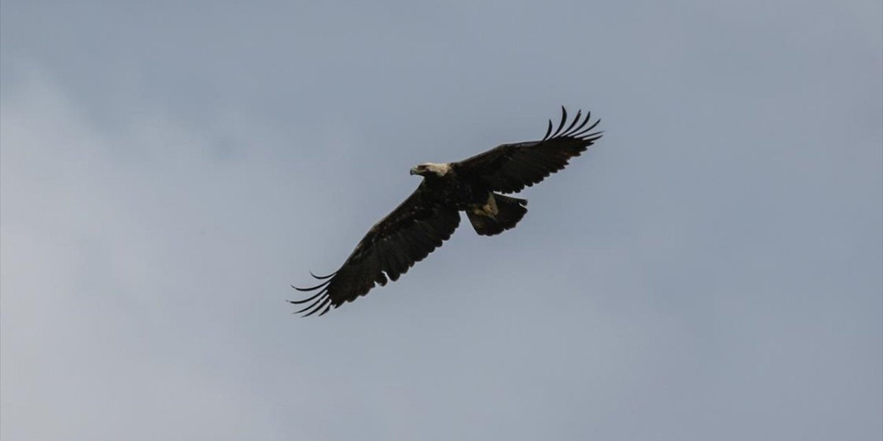 Türkiye'de En Fazla 80 Çift Bulunduğu Tahmin Edilen Şah Kartalı Yakından İzleniyor