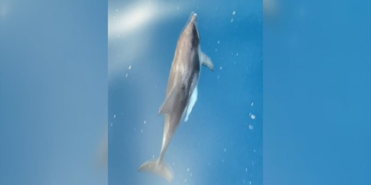 Alanya'da Tur Teknesine Eşlik Eden Yunuslar Görüntülendi