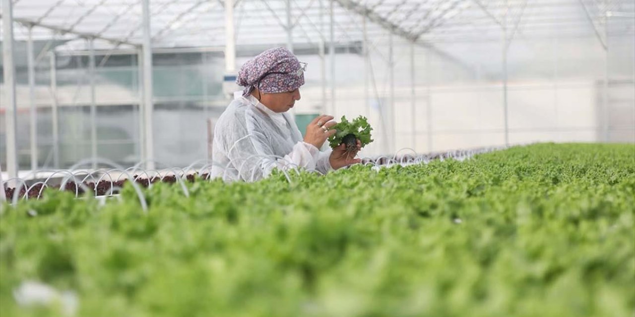 Bakan Yumaklı, Bafra ve Çaycuma Sera OTB'lerinde Üretime Başlandığını Bildirdi